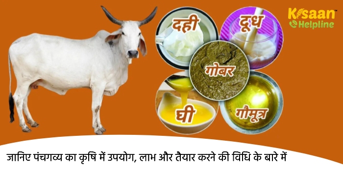 जानिए पंचगव्य का कृषि में उपयोग, लाभ और तैयार करने की विधि के बारे में जानिए पंचगव्य का कृषि में उपयोग, लाभ और तैयार करने की विधि के बारे में